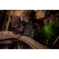 Ardilla Degú negra - octodon degus